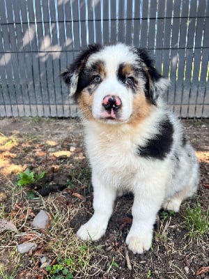 Les chiots de Berger Australien