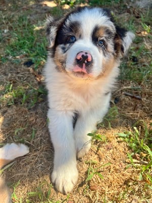 Les chiots de Berger Australien