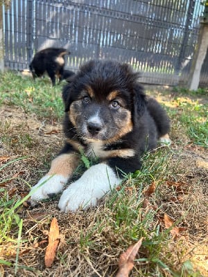 Les chiots de Berger Australien