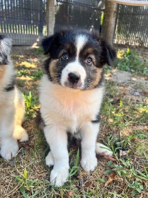 Les chiots de Berger Australien