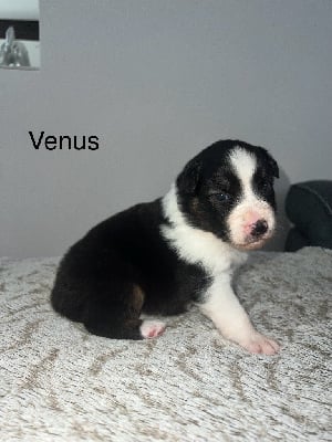 Venus - Berger Australien