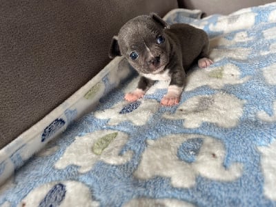 VERY BLUE - Chihuahua