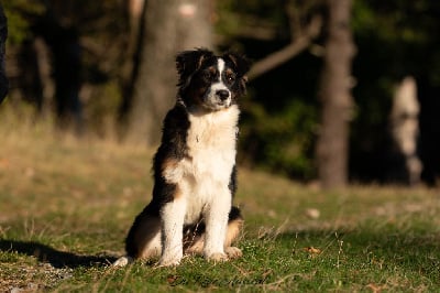 Les chiots de Berger Australien