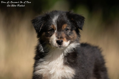 Les chiots de Berger Australien