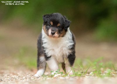 Les chiots de Berger Australien