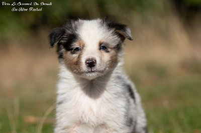 Les chiots de Berger Australien