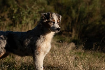 Les chiots de Berger Australien