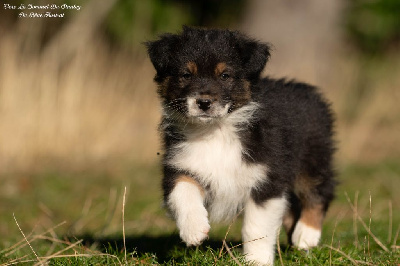 Les chiots de Berger Australien