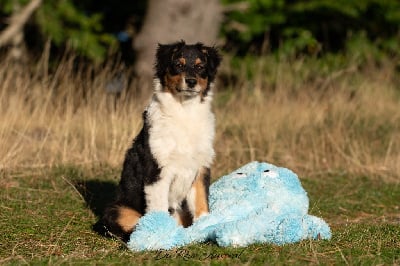 Les chiots de Berger Australien