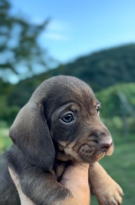 Les chiots de Teckel poil dur