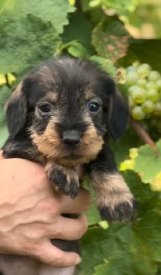 Les chiots de Teckel poil dur