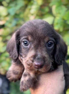 Les chiots de Teckel poil dur