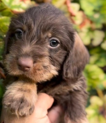 Les chiots de Teckel poil dur