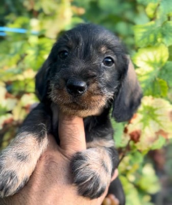 Les chiots de Teckel poil dur