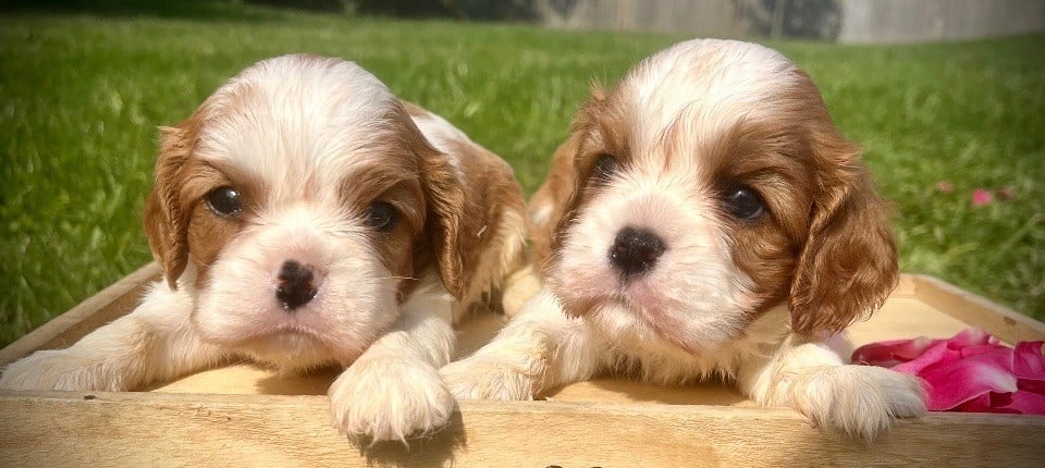 Mâle blenheim 1 - Cavalier King Charles Spaniel