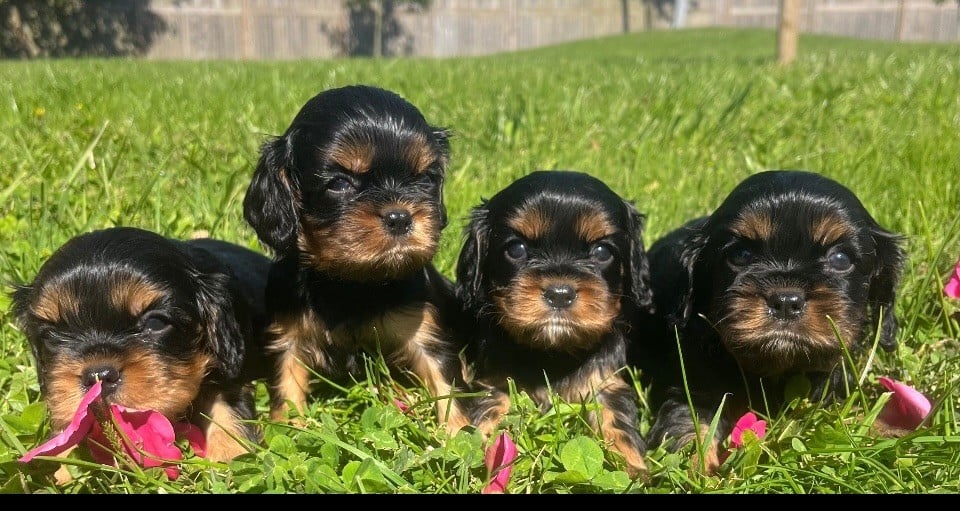 Femelle noire et feu - Cavalier King Charles Spaniel