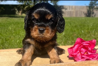 Mâle noir et feu - Cavalier King Charles Spaniel