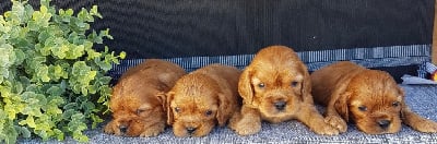 Les chiots de Cavalier King Charles Spaniel