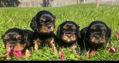 Les chiots de Cavalier King Charles Spaniel