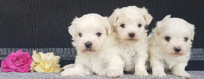 Les chiots de Bichon maltais