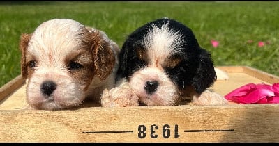 Les chiots de Cavalier King Charles Spaniel