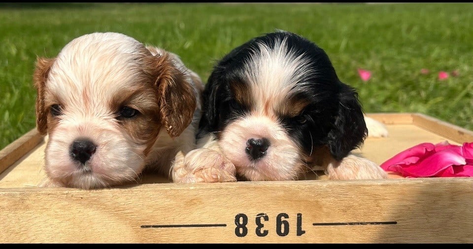 Femelle tricolore - Cavalier King Charles Spaniel