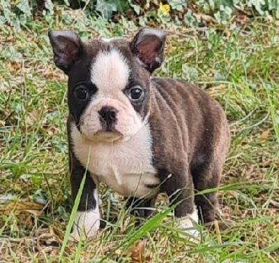 Les chiots de Boston Terrier