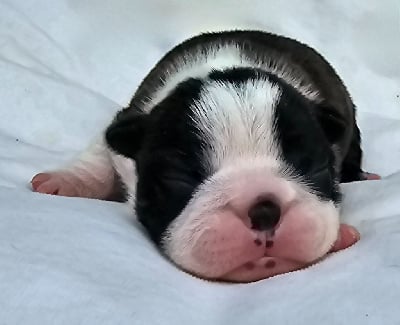 Violette - Boston Terrier