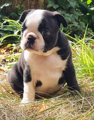 Les chiots de Boston Terrier