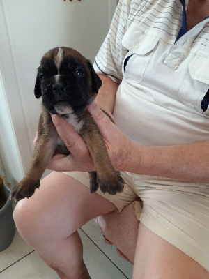 Les chiots de Boxer