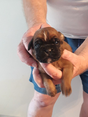 Les chiots de Boxer