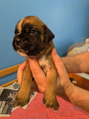 Les chiots de Boxer