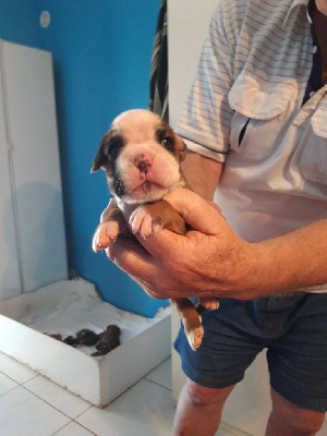 Les chiots de Boxer