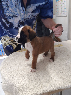 Les chiots de Boxer