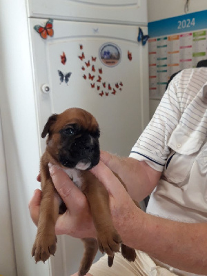 Les chiots de Boxer