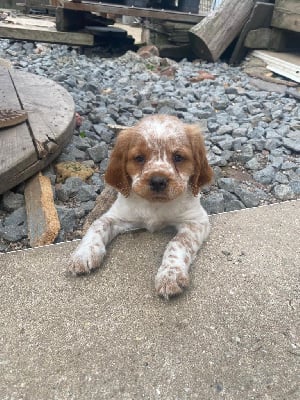 Les chiots de Epagneul Breton