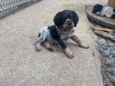 Les chiots de Epagneul Breton