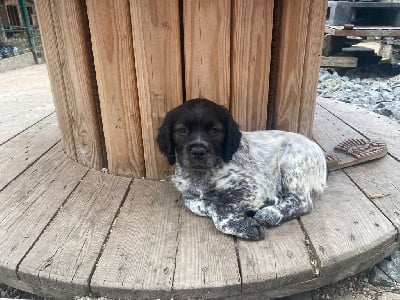 Les chiots de Epagneul Breton