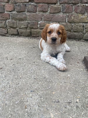 Les chiots de Epagneul Breton