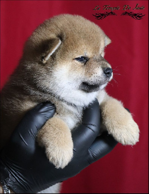 Les chiots de Shiba