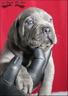 Les chiots de Cane Corso