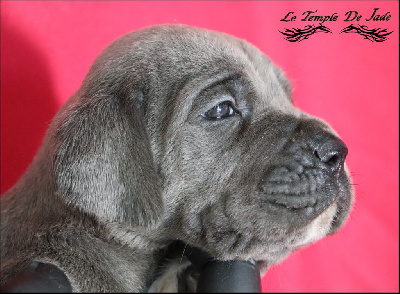 Les chiots de Cane Corso