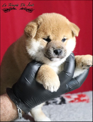 Les chiots de Shiba