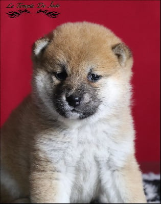 Les chiots de Shiba