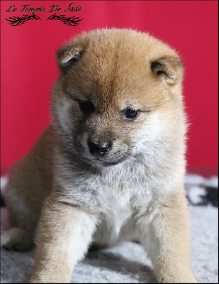 Les chiots de Shiba