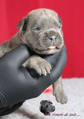 Les chiots de Cane Corso