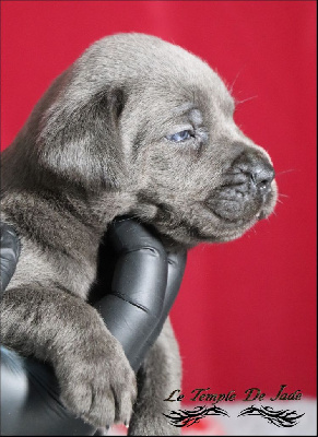 Les chiots de Cane Corso