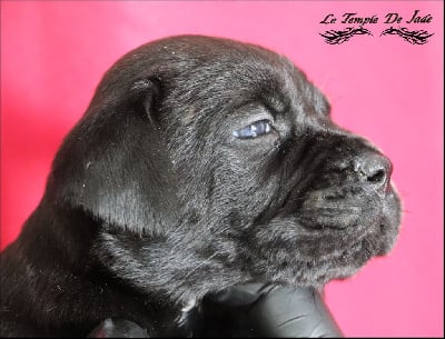 Les chiots de Cane Corso