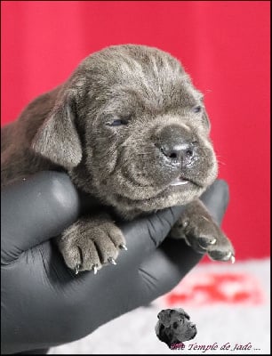 Les chiots de Cane Corso