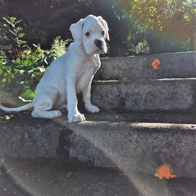 Les chiots de Boxer